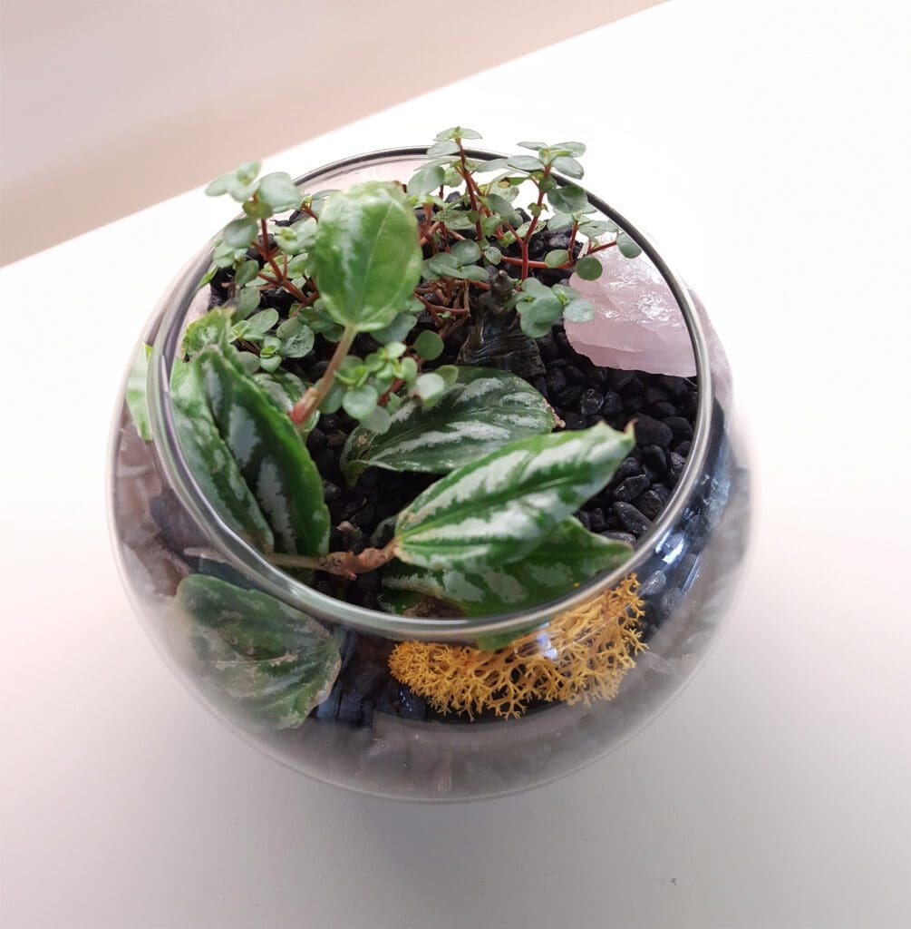 Potted Arrangements & Herbal Tinctures!