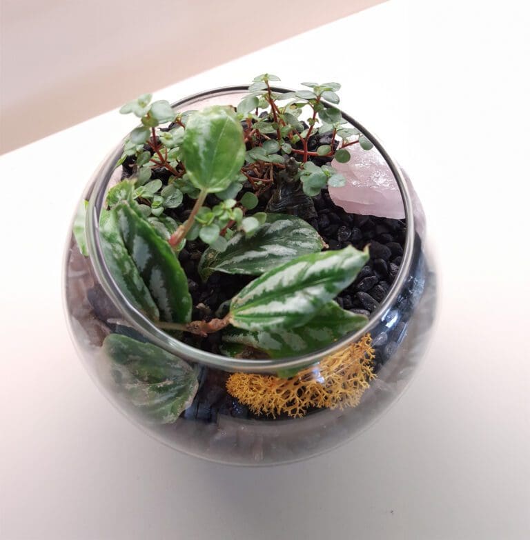 Potted Arrangements & Herbal Tinctures!